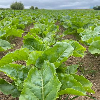 Rows of green betterave growing in an open field under a cloudy sky.